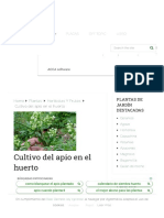 Cultivo Del Apio en El Huerto - Agromática PDF