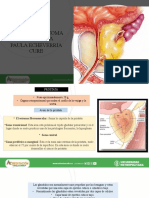 Morfologia Ca Prostata