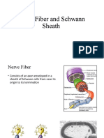 Nerve Fiber and Schwann Sheath