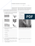 Ficha de Refuerzo Sistema Muscular PDF