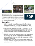 Pygmy Hippopotamus: Description