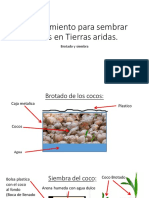 Procedimiento para Sembrar Cocos en Tierras Aridas