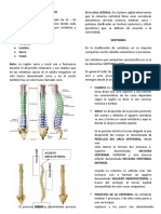 Columna Vertebral532