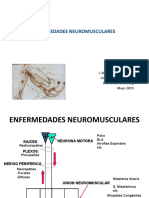 Musculares KNT