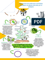 Infografia Fitopato