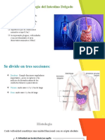 Anatomia e Histología Intestino Delgado y Grueso