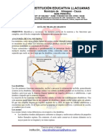 Anatomía de La Neurona 8°