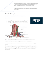 The Anterior and Posterior Triangles of The Neck