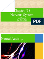 Lecture - Chapter 38 - Nervous System.ppt