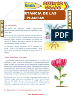 Importancia de Las Plantas para Quinto Grado de Primaria