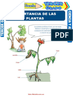 Importancia de Las Plantas para Tercer Grado de Primaria