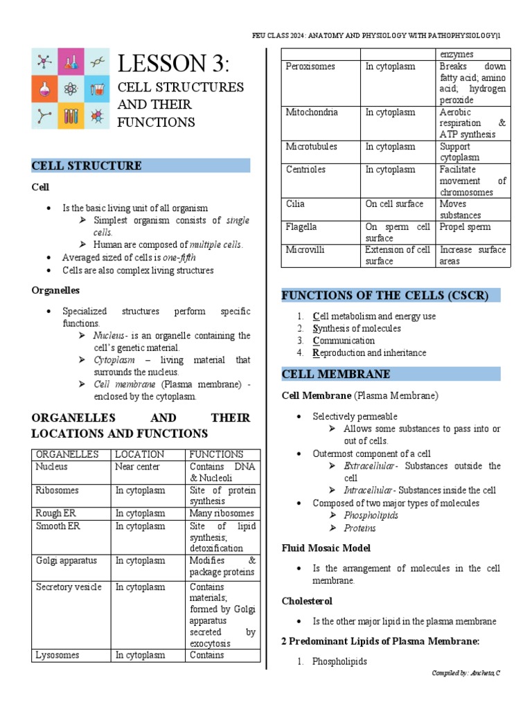 Cell Structures and Functions Overview | PDF | Cell Membrane ...