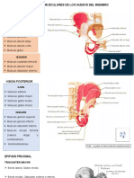 INSERCIONES MUSCULARES Cadera