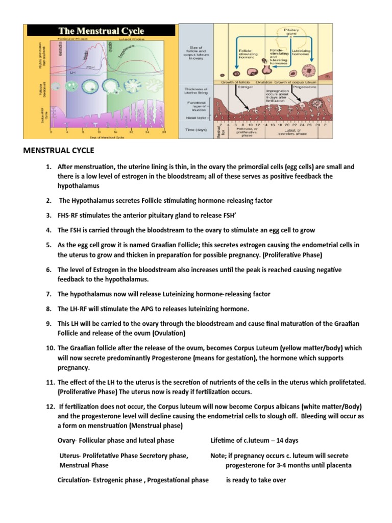 Physiology of Menstrual Cycle | PDF | Menstrual Cycle | Luteinizing Hormone