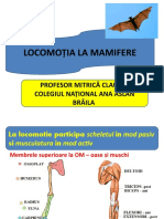 Sistemul Locomotor La Mamifere