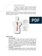 2. Características Principales de la Arteria Aorta.docx
