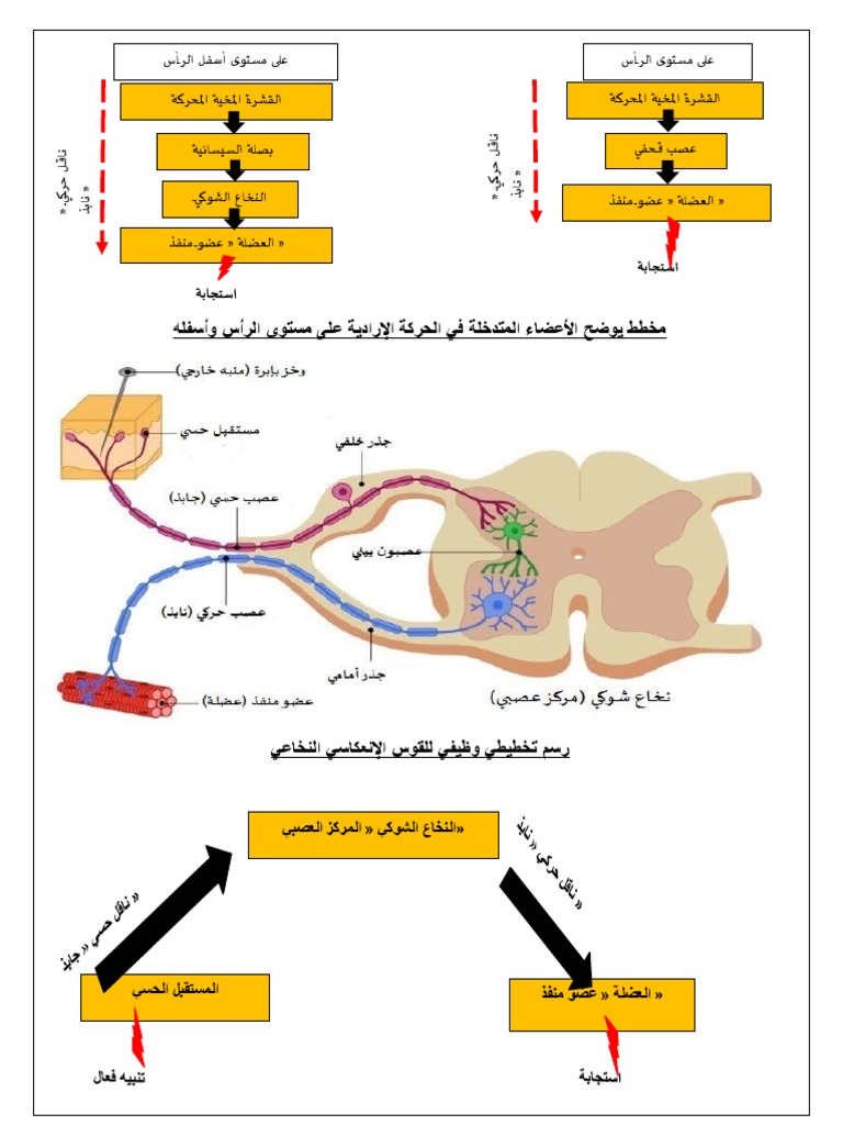 رسومات للحركة الارادية واللاإ