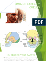 Anatomía de la cabeza y el cuello: huesos del cráneo, cara y articulación temporomandibular