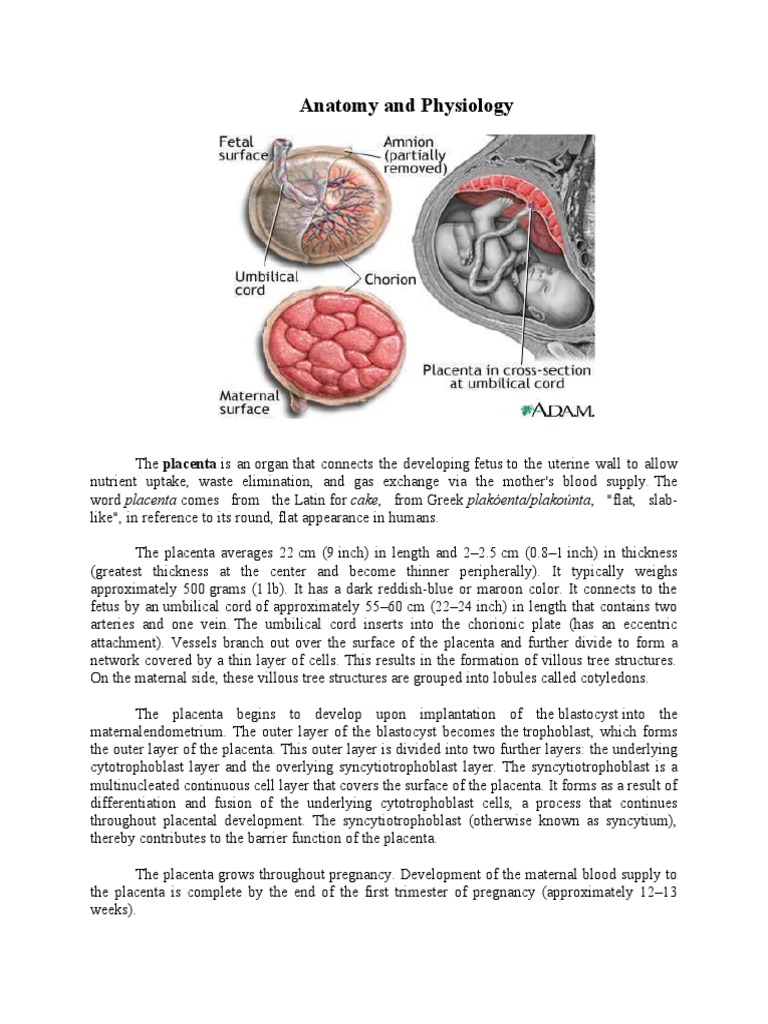 Anatomy and Physiology of Placenta | PDF | Placenta | Health Sciences