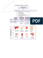 TRANSPORTE A TRAVÉS DE LA PLACENTA.docx