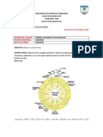 Ciclo de Krebs