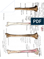 Tibia (anatomía).12.37