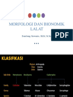 Morfologi Dan Bionomik Lalat