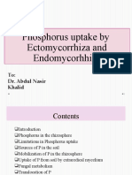 Phosphorus Uptake by Ectomycorrhiza and Endomycorhhiza: To: Dr. Abdul Nasir Khalid