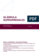 Glandulas Suprarrenales