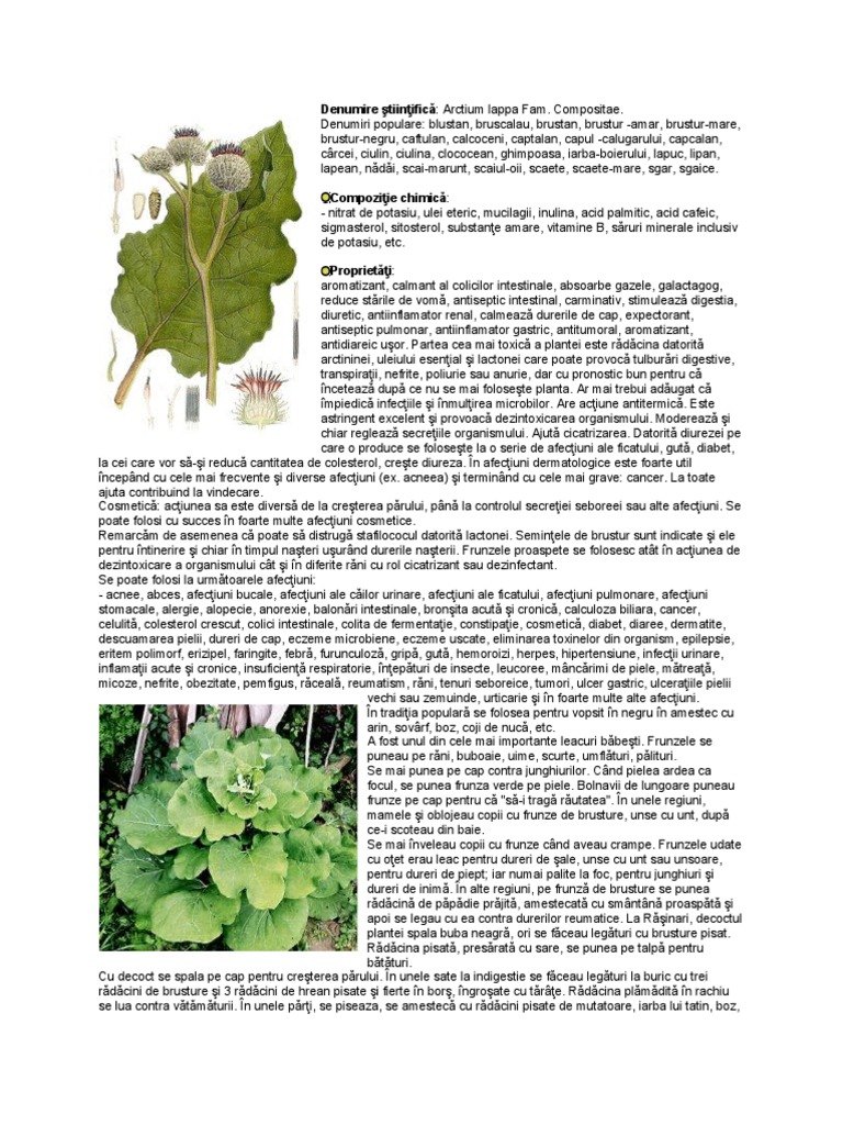 Brusture | PDF
