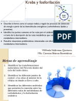 Ciclo de Krebs y Fosforilación Oxidativa