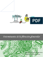 Fisiología Renal. Determinantes de La Filtración Glomerular. 30-07-2019. Prof Marco Parada. Darwin Plaza y Federico Pozzobon