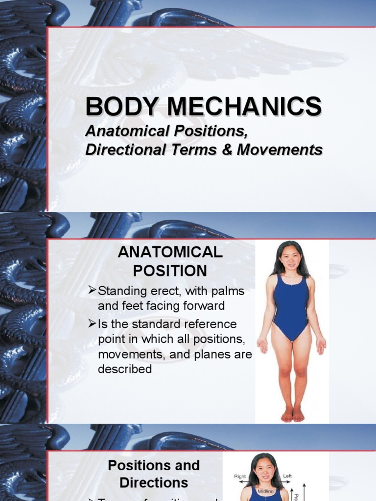 Anatomical Positions Body Movements Pdf Anatomical Terms Of