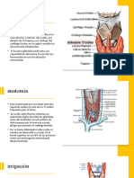 Anatomía Tiroidea