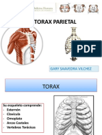 Anatomia. Clase de Anatomía Tórax Parietal