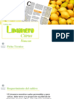 Limonero y Sandia