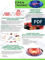 Sistema Endocrino