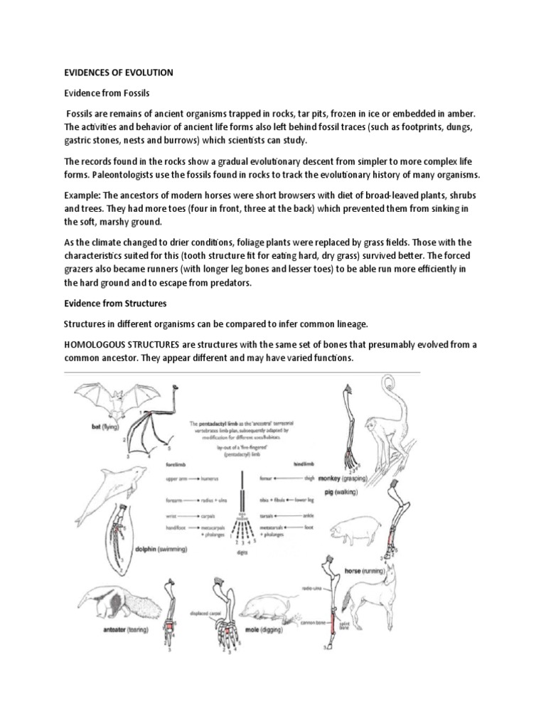 EVIDENCES OF EVOLUTION Activity To Be Printed | PDF | Organisms | Evolution