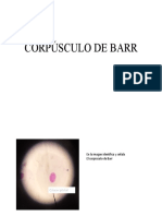 CORPÚSCULO DE BARR Genetica