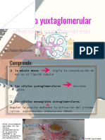 Aparato yuxtaglomerular y regulación de la presión arterial