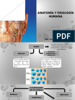 histologia-humana-clase