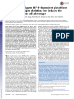 Chemotherapy Triggers HIF-1 - Dependent Glutathione Synthesis and Copper Chelation That Induces The Breast Cancer Stem Cell Phenotype