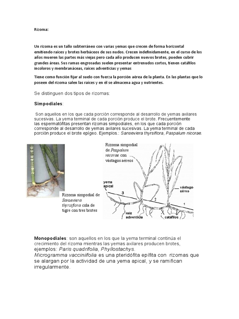 Rizoma | PDF | Morfología Vegetal | Agricultura