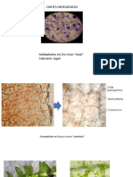 Práctica 2 - Histología