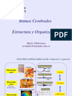 Ritmos_Cerebrales_Estructura_y_Organización