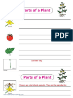 Parts of A Plant: Answer Key