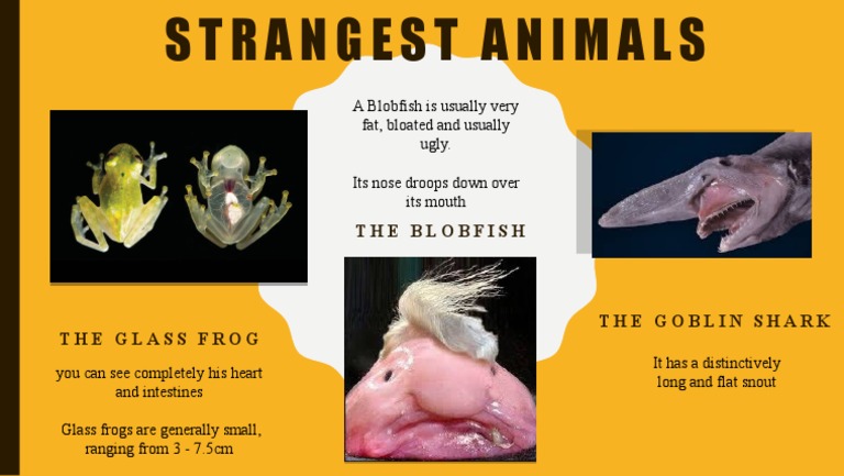 A Blobfish Is Usually Very Fat, Bloated and Usually Ugly. Its Nose ...