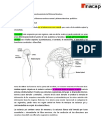 Funciones Del Sistema Nervioso Central y Periférico