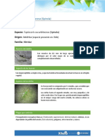 Ficha Técnica - Tupiocoris