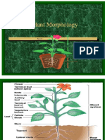 Plant Morphoanatomy